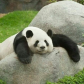Suerte Panda