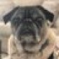 HeyImSnuffles