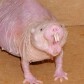 NakedCryptoMole