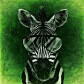 Crypto Zebra