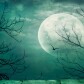A Ghost in this House