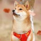 Why I took my Doge to the VET