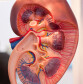 SMO Blog Kidney