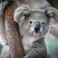 Animalss
