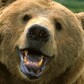 BearWallace