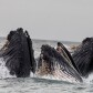 experiencewhale