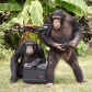 Monkey Studio