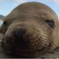 WhiteWalrus