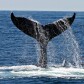 Whale Tracking