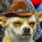 Crypto poma