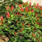 Growing Organic Thai Sun Hot Peppers pk/10