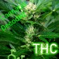Cannabis Decoded: A Green User's Guide