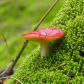 Mushrooms