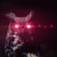 Occultist Owl
