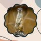 waybesuricata