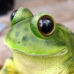 Cryptofrog