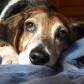 Old_Crypto_Hound