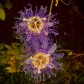 Flora Photography / Tennessee Wildflowers