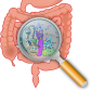 Organs and how they work