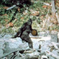 Crypto Bigfoot