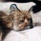 CryptoCatatic