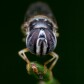 A cheaper and detailed look into macro world
