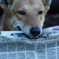 The Dingo