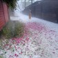 Rose Petals