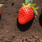 Strawberry Farms