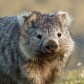 Crypto Wombat
