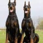 TwoDogsCaged