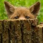 foxblog6