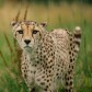 Cheetah Faith