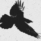 raven