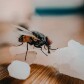 Macro Photography 101