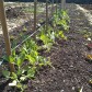Growing Our Own
