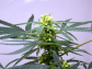 Working With Cannabis