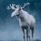 moose-dad-chaos