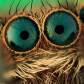 TimTom
