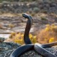 WVZ Nature & Wildlife Photography