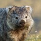 Crypto Wombat