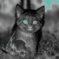 Neon-Kitten