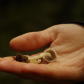 Fungal focus
