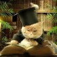 The Cat's Mewsings
