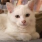 World of Cats & Dogs