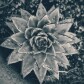Fibonacci Music