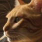 PurPennydev