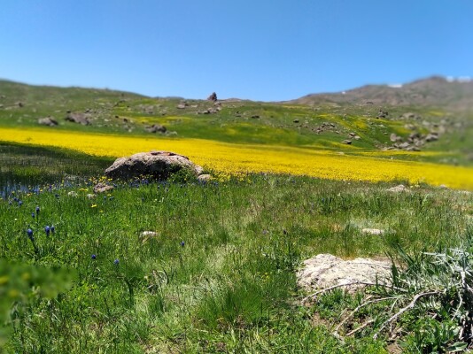 Photography of nature, The Story of chamomile flowers