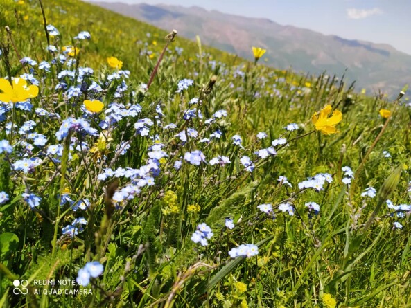 Mountain village of “Shekar Dasht” in Talesh- Iran – So So many Flowers