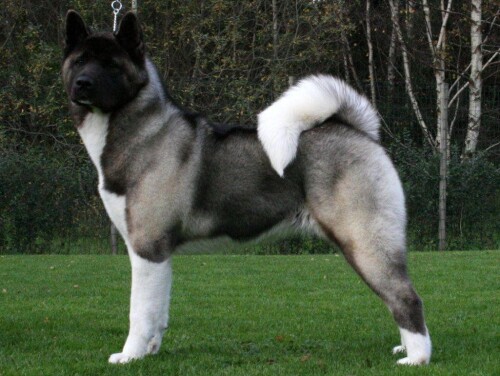 America Akita dog of nice black and white colour is standing on the picture in the middle of a green meadow.
